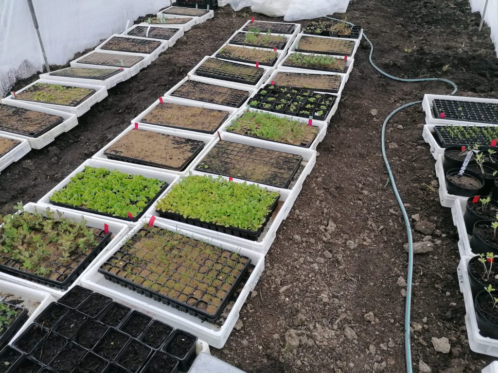 planten op de kleikolonie