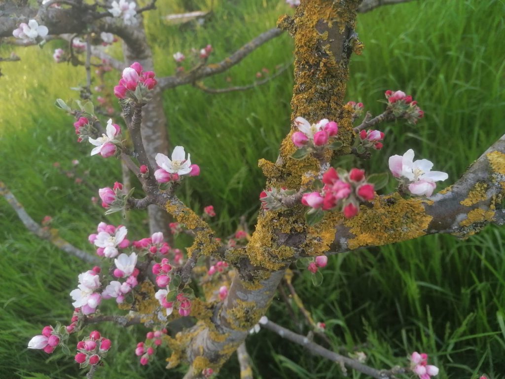 appelboom
