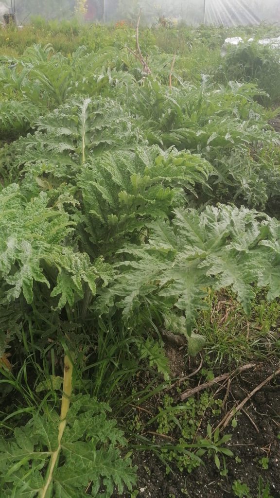 artisjokkenplanten