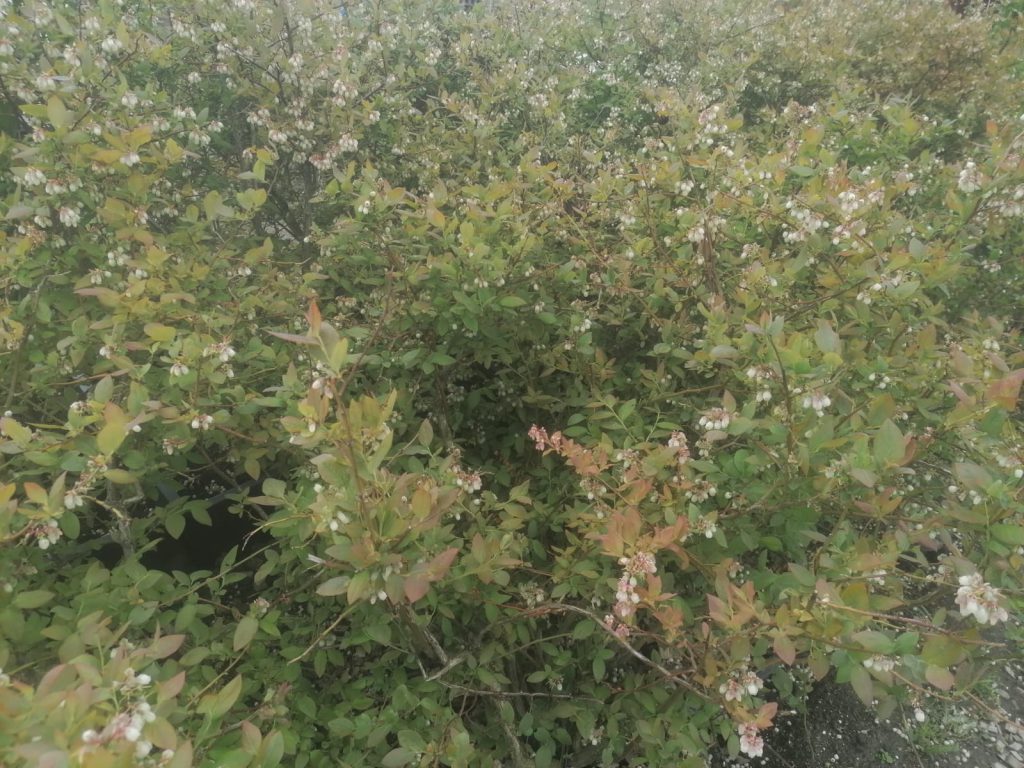 blauwe bessen in bloei