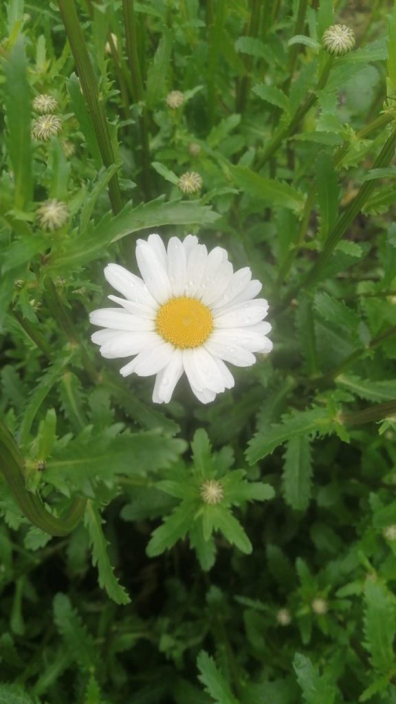 margriet
