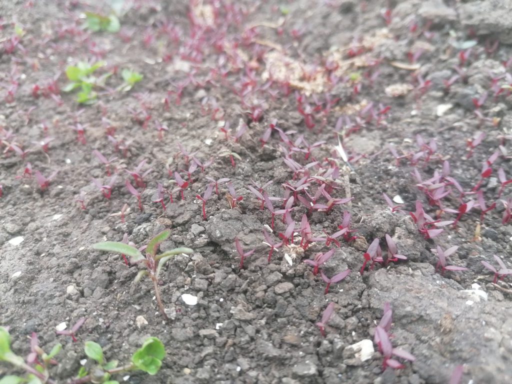 rode amaranth kiemplanten