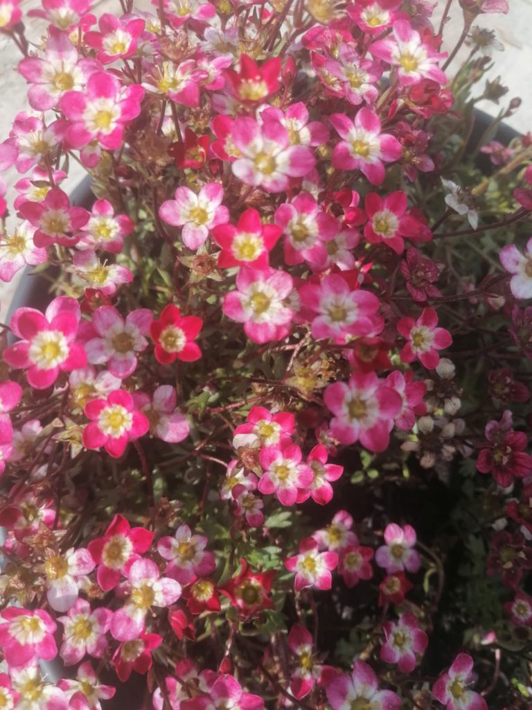 saxifrage