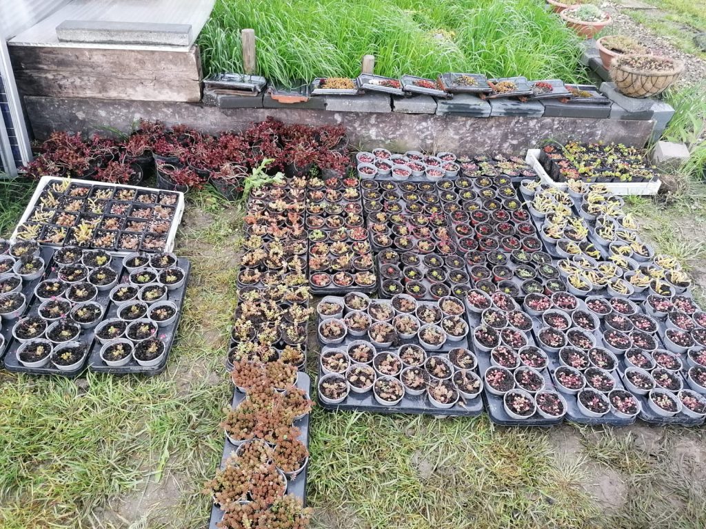 sedum stekken