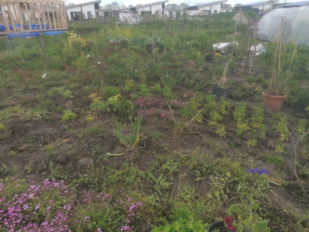 tuin
