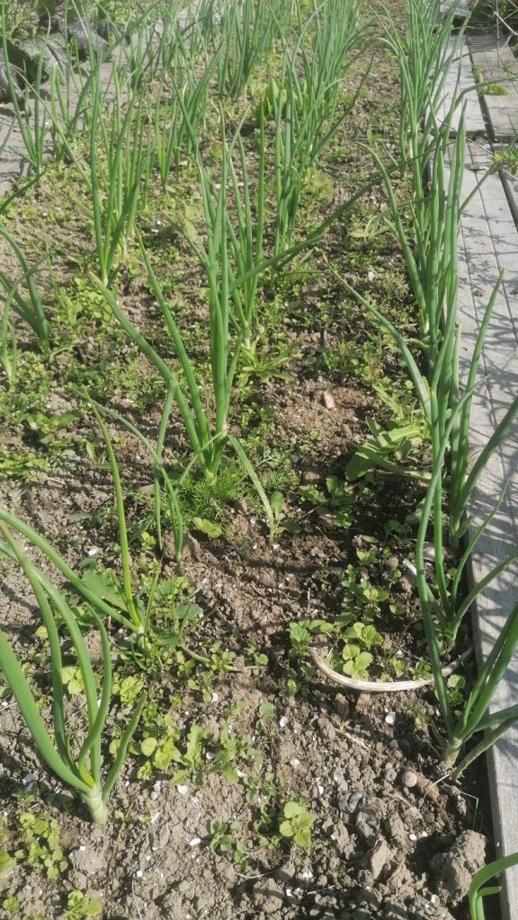 uien in de moestuin