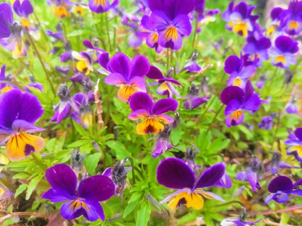 viola tricolor hybride