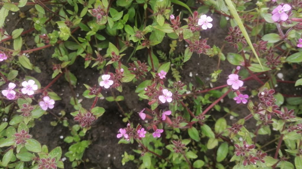 zeepkruid cultivar